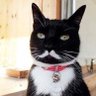 SeniorMishi's profile picture