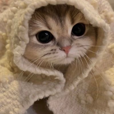 contextanimalss's profile picture