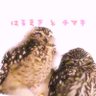 Фото профиля チマキ捕獲係꙳𓅓(ゆみ)