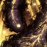 Elden beast's profile picture