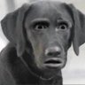 Steve's profile picture