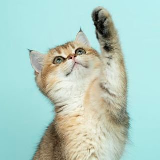 d_adorkable_me's profile picture