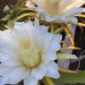 Фото профиля YnaCris