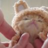cat lovers's profile picture
