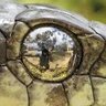 عيون الثعبان profil fotoğrafı