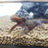 Фото профиля red-newt