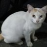Dian ayu's profile picture
