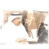 نايف الطيار's profile picture