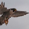 Falcon profil fotoğrafı