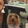 Profilbild von detetive cachorro yorkshire com faculdade da silva