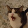Murphy's profile picture