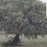 Fatima saber profil fotoğrafı