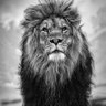 Profilbild von ربيع الخضير