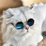 Cel's profile picture