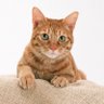 貂蝉爱曹操 profil fotoğrafı