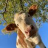 Cute Sunflower's profile picture
