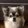 Profilbild von ポテピ