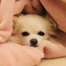 Sakurai's profile picture
