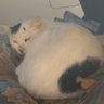 ㈱よっしー㈱ profil fotoğrafı