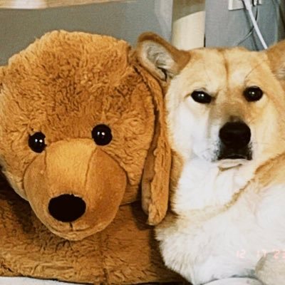 예쁜누렁이,시카's profile picture