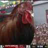 Фото профиля Depressed Chikin Fan