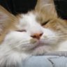 ちゃースカ's profile picture