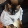🇩🇿امال الجزائرية's profile picture