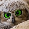 Lebeau Léon profil fotoğrafı