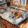 Мыть котов 的头像