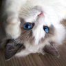 こまち's profile picture
