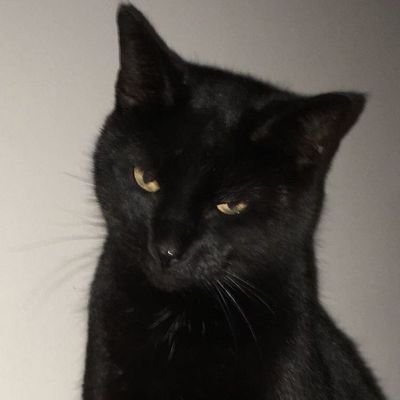 kittiesdelune's profile picture