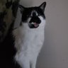 Jake profil fotoğrafı
