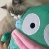 Profilbild von ハンギョ・マン(邪悪)