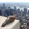Profilbild von Flyin Pigeon