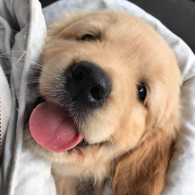 。icewithchuu🐶's profile picture