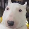 RandomTheAlex's profile picture