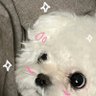 puppy 的头像