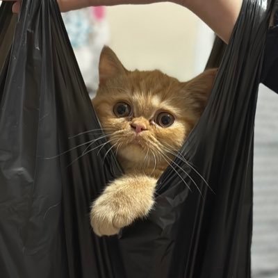 Kedilendik's profile picture