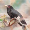 Coarse Koel profil fotoğrafı