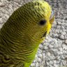smoosh_court's profile picture