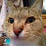 Фото профиля あたしイエネコのたいが嬢😸