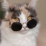 Profilbild von Hansel