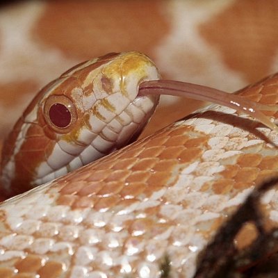 magical_lizards's profile picture