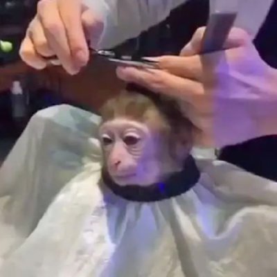 monkeyhaircut 👍's profile picture