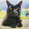 HoudiniMeowth's profile picture