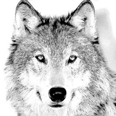 wolfv0id's profile picture