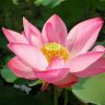 Lotus rose 🌹 profil fotoğrafı