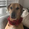 Donna Isbister's profile picture