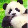 よしの(´･ω･`)（メンバーシップでは"よしよし"）'s profile picture