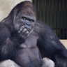 OSINT Gorilla's profile picture